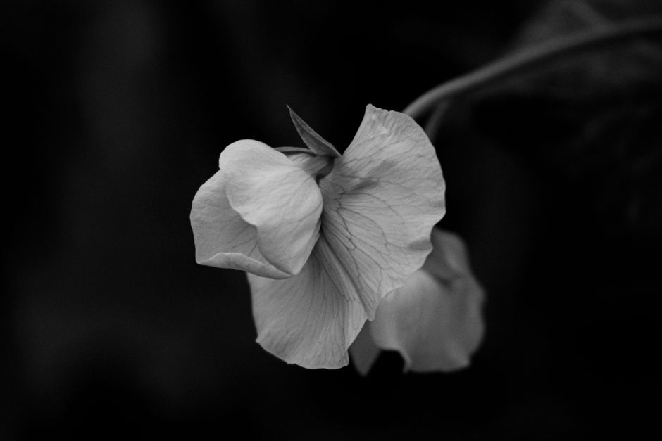 sweet pea nickname