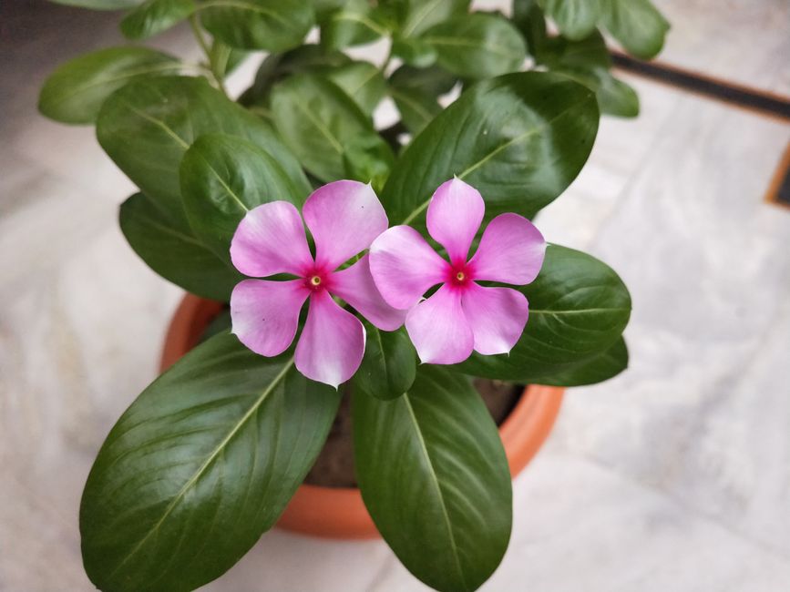 flower name generator tiktok
