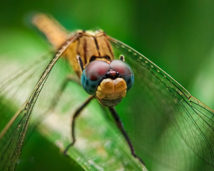 Macro shot of a creator editing metadata and profile settings on a laptop