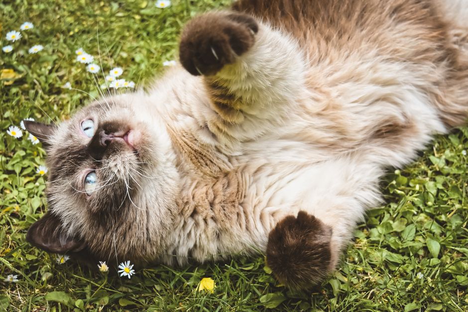Playful pet and comedy content creator brainstorming TikTok username ideas on a tablet